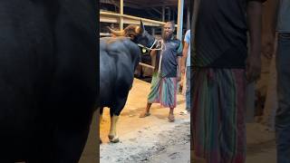 Gayal  Goyal Farm  Goyal Cow  Big Goyal Cow  Goyal Bull in Bangladesh  Sadeeq Agro [upl. by Ycniuqal]