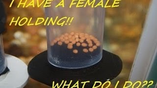 How to breed African Cichlids part 6 quotWhat to do when a female is holdingquot [upl. by Melena590]