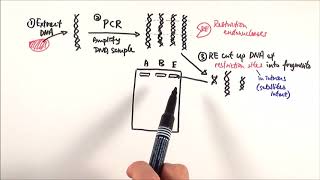 A2 Biology  DNA profiling OCR A Chapter 211 [upl. by Prospero]