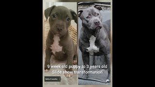 Staffy X Presa Canario puppy transforms into a beautiful dog Pets Animals Dogs [upl. by Verene387]