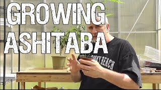 Growing Ashitaba  The Miracle Herb [upl. by Gurango]