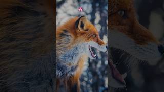 Fox Facts  5 Interesting facts about Red Foxes shorts amazingfacts [upl. by Boaten]