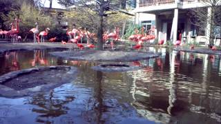 Vissende Inca sterns in Vogelpark Avifauna [upl. by Narhet]