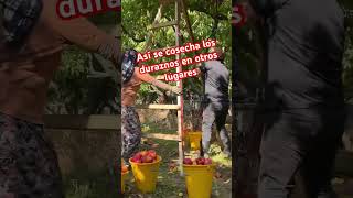 Cosecha de durazno suscribetealcanal agricultura [upl. by Leda]