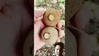 mamey sapote shorts buah agriculture [upl. by Heyes]