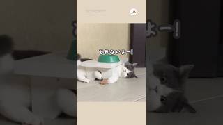 自ら難易度をあげていくスタイル｜PECO 猫 愛猫家 猫のいる暮らし 猫動画 cat catlover catlife catvideos [upl. by Elsie]