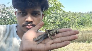 grasshoppers Kaise mara🐛😱 [upl. by Frieder866]