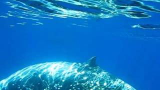 Cuviers Beaked Whales [upl. by Rhiana]