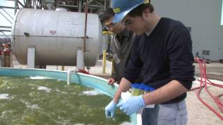 Turning Algae Into Fuel [upl. by Hilbert]