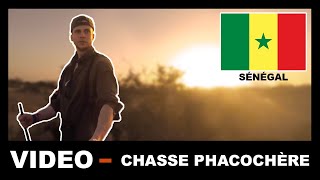 CHASSE A LAPPROCHE SUR PHACOCHERE  VOYAGE DE CHASSE AU SENEGAL  PARTIE 2 [upl. by Marlow786]