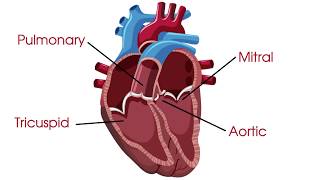 HEART ANATOMY in 3 MINUTES Memorize parts of the heart [upl. by Edalb]