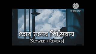 তোর মনের পিঞ্জিরায় lofi slowedreverb tor moner penjorai tui lofi [upl. by Aleehs543]