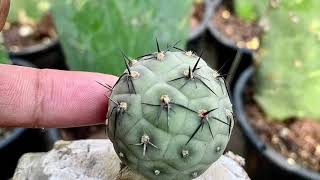 Tephrocactus geometricus แคคตัสไข่มังกร [upl. by Beau]