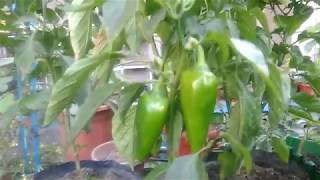 Container Gardening  Paano Magtanim ng Bell Pepper Atsal sa Container [upl. by Crescen513]