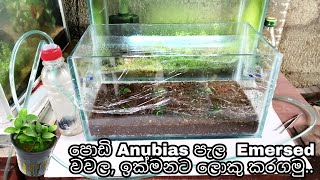 Lets grow small Anubias plants quickly by the Emersed method [upl. by Ahsyia664]