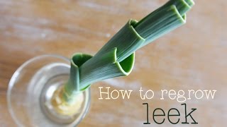 How to regrow leek Tutorial to show you how to re grow a leek [upl. by Gathard]