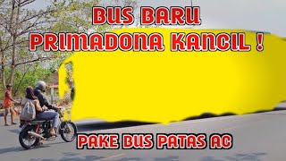 PRIMADONA KANCIL Pake Bus Baru Upgrade ke Patas AC ⁉️ info lengkap Bus Angkatan jam 2 siang [upl. by Rabma]