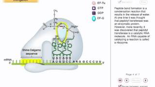 Translation Animation 2  translation elongation in prokaryotes [upl. by Ainesej]