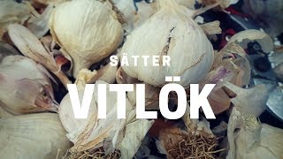 Odla vitlök  sätt på hösten [upl. by Alexia]