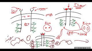 مستقبلات الكيناز تيروسين Receptor tyrosine kinases [upl. by Spiros]