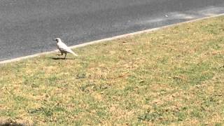 White Albino Magpie oneinamillion Rare footage [upl. by Ingar504]