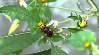 Tachinid Fly Nectaring セスジハリバエの訪花吸蜜 [upl. by Tserof]