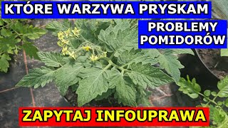 Które Warzywa Pryskam Problemy z Pomidorami Pomidory i Ogórki Opryski Liście Zapytaj infouprawa [upl. by Porty]