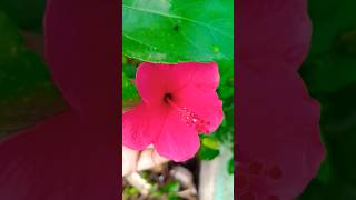 chitti mandaram🌺small hibiscus flowershorts shortsfeedtrending viralvideoyoutubeshorts ytshort [upl. by Nynnahs]