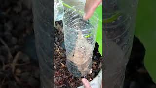 🔰 Composteur avec bouteille en plastique ♻️ garden ConseilsJardinage potager [upl. by Lucretia49]