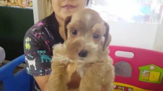 Rare red and golden wheaten colored schnauzer puppies [upl. by Burack]