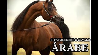 10 FATOS SOBRE O CAVALO ÁRABE [upl. by Viva568]