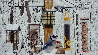 Face off Redbellied Woodpecker and Blue Jay at Woods Edge  Nunica MI [upl. by Lalittah160]