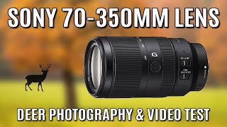 SONY 70350mm F4563 G OSS LENS TEST  Deer Photography amp Video test  SONY 6700 [upl. by Hahsi626]