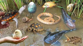 Colorful surprise eggs lobster snake cichlid betta fish turtle butterfly fish goby fish [upl. by Alekehs931]