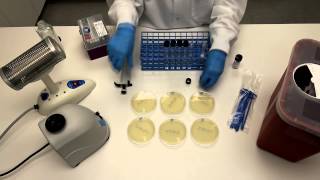 How to Perform Serial Dilutions in Microbiology [upl. by Sada]