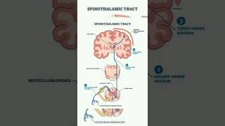 Spinothalamic Tract shorts [upl. by Yale]