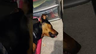 Dreaming puppy puppy rottweiler rottie malinois crossbreed rescuedog cute dog dogs [upl. by Pedaias]