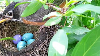 Brood parasitism Nonrejection behavior of foreign eggs by American Robin [upl. by Ot398]