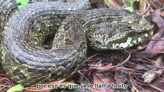 Serpiente torito Ophryacus smaragdinus [upl. by Dupre991]