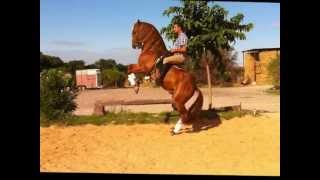 DRESSAGE CHEVAUX IBERIQUE  FRED TREILLET [upl. by Oletha678]