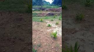 pakumaram valarpu tamil vlogs vivasayam shorts farming vivasaye tamilquotes [upl. by Amata]