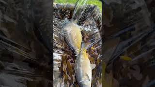 Feeder fishing plu dubble carp on light feeder rod 🎣 [upl. by Eiclek]