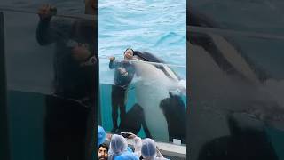 水族館 dolphin orca whale kamogawaseaworld シャチ killerwhale 鴨川シーワールド shark [upl. by Ettennod793]