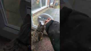 How to easily program a SureFlap Microchip activated Cat Flap catflap cats catlovers catsrule [upl. by Aicelav145]