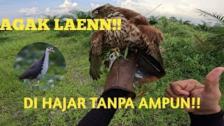 AGAK LAEN DI GASS TANPA AMPUN hunting with Brown Goshawk [upl. by Grani]