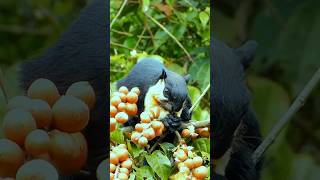 Indian giant squirrel diet [upl. by Milburn318]