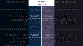 Centromere Verses Kinetochore [upl. by Junina]