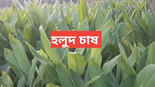 আজ শুধু দেখাবো যে আমার হলুদ গাছগুলোর কিরকম গ্রোথ হয়েছে  Holod chas  Green horticulture [upl. by Cerallua]