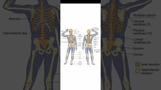 Axial and appendicular skeleton humananatomy skeletal bones [upl. by Aleahcim]