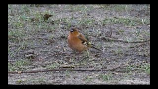 chaffinch sound 2017 in UHD  4K by ani male [upl. by Alletniuq896]